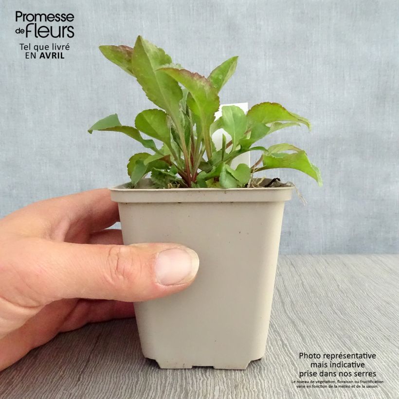 Solidago virgaurea - Vara de oro Maceta de 8/9 cm Ejemplar entregado en la primavera