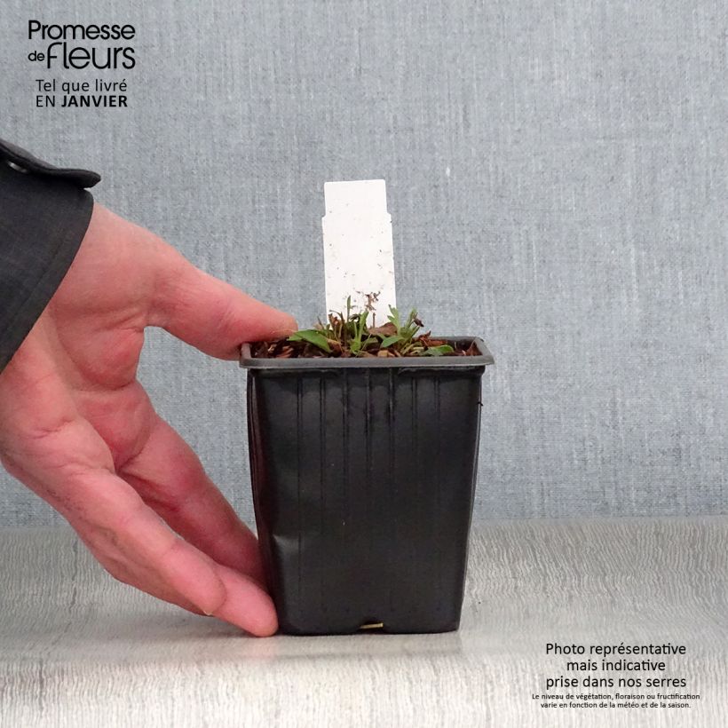 Solidago virgaurea Minutissima - Vara de oro Maceta de 8/9 cm Ejemplar entregado en invierno