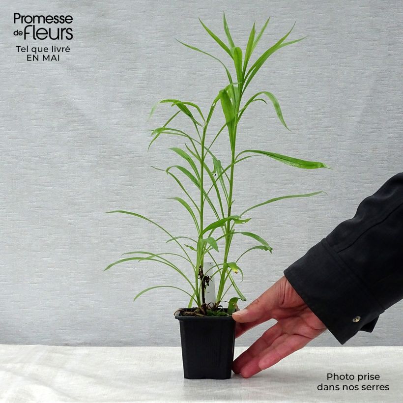 Solidaster luteus Lemore Maceta de 8/9 cm Ejemplar entregado en la primavera