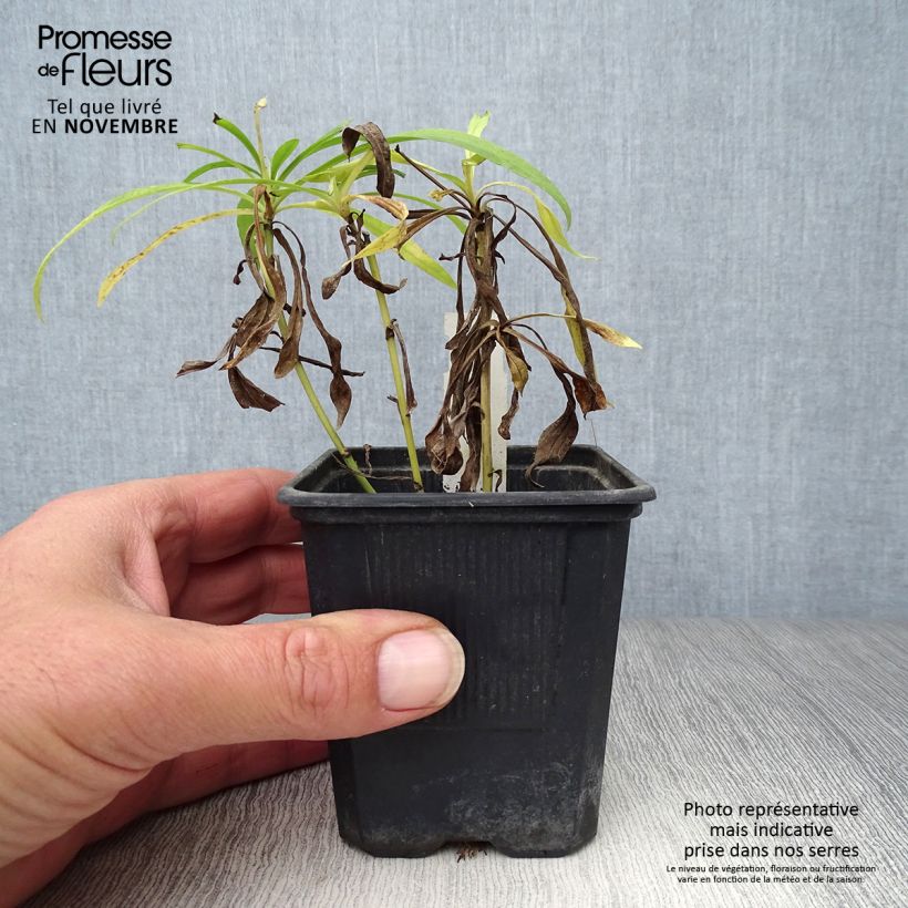 Ejemplar de Solidaster luteus Lemore Maceta de 8/9 cm entregado en otoño