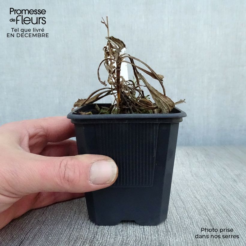 Solidaster luteus Lemore Maceta de 8/9 cm Ejemplar entregado en invierno