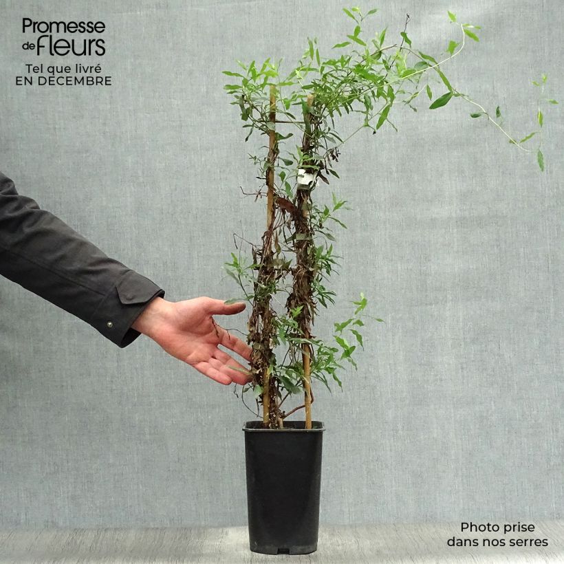 Sollya heterophylla - Campanita azul Maceta 3L/4L Ejemplar entregado en invierno