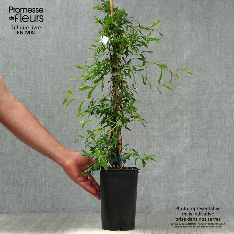 Sollya heterophylla - Campanita azul Maceta 3L/4L Ejemplar entregado en la primavera