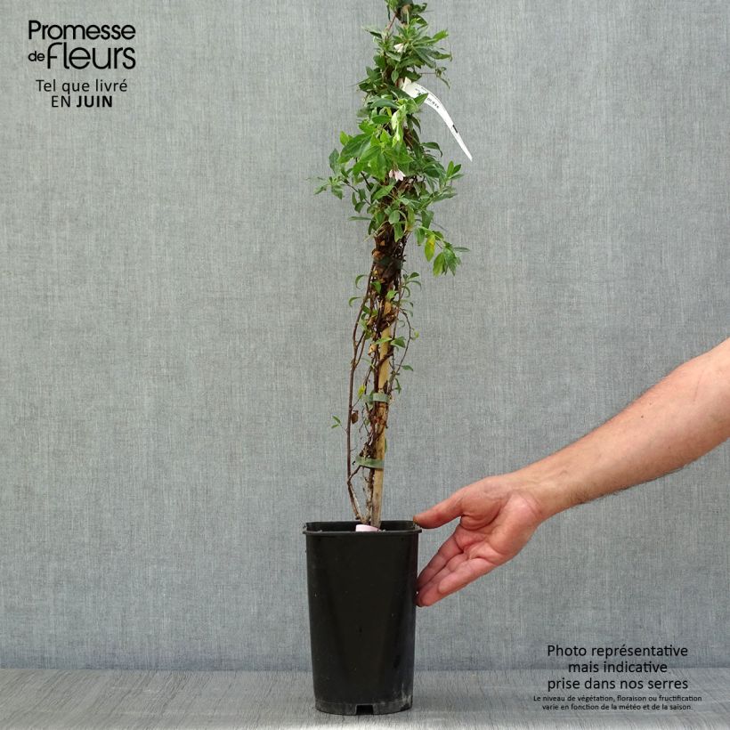 Ejemplar de Sollya heterophylla Rosea - Campanita azul Maceta 3L/4L entregado en verano