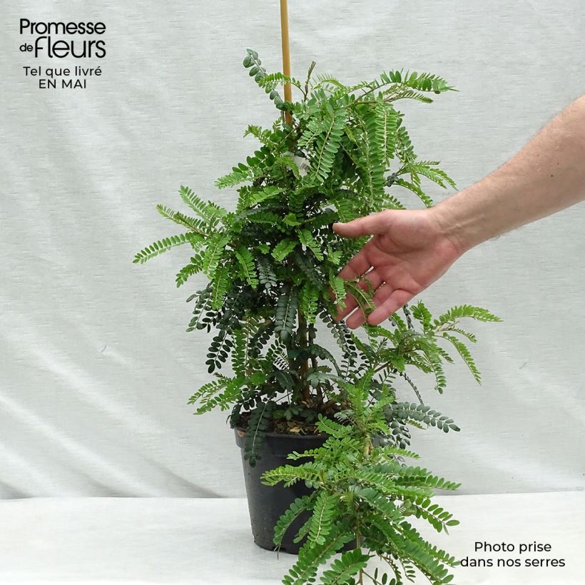 Sophora microphylla Sun King - Sófora Maceta 2L/3L Ejemplar entregado en la primavera