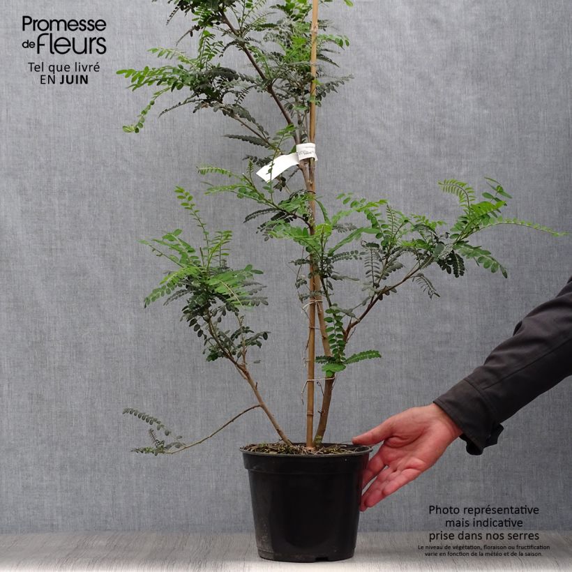 Ejemplar de Sophora microphylla Sun King - Sófora Maceta 2L/3L entregado en verano