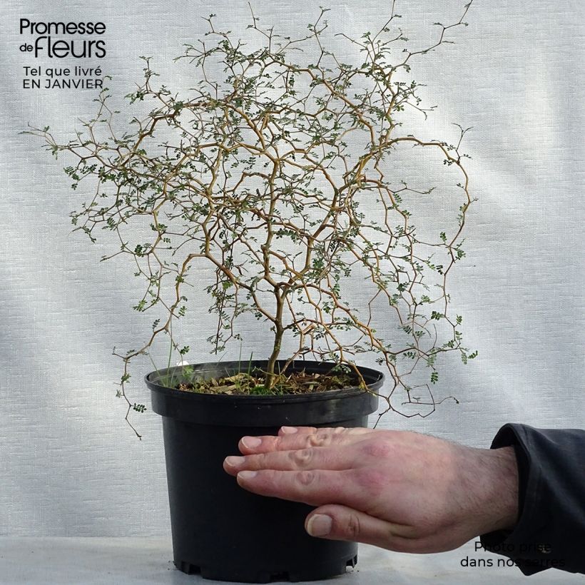 Sophora prostrata Little Baby - Sófora Maceta 3L/4L Ejemplar entregado en invierno