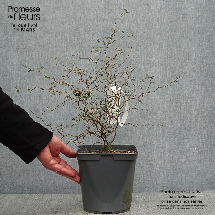 Sophora prostrata Little Baby - Sófora Maceta 3L/4L Ejemplar entregado en la primavera