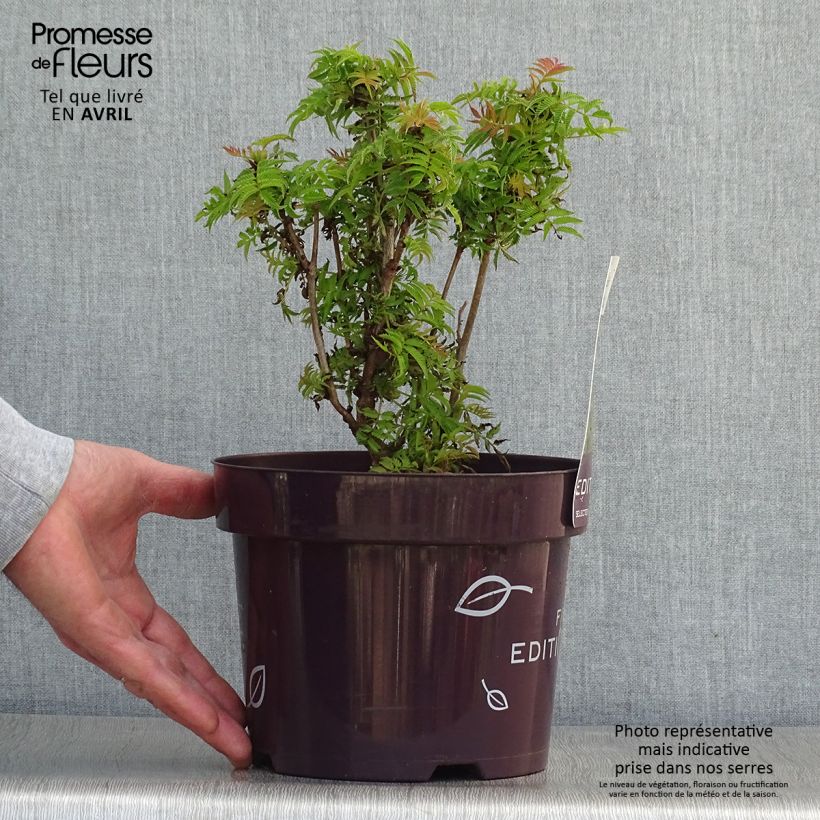 Sorbaria sorbifolia Matcha Ball - Falsa Spiraea Maceta 2L/3L Ejemplar entregado en la primavera