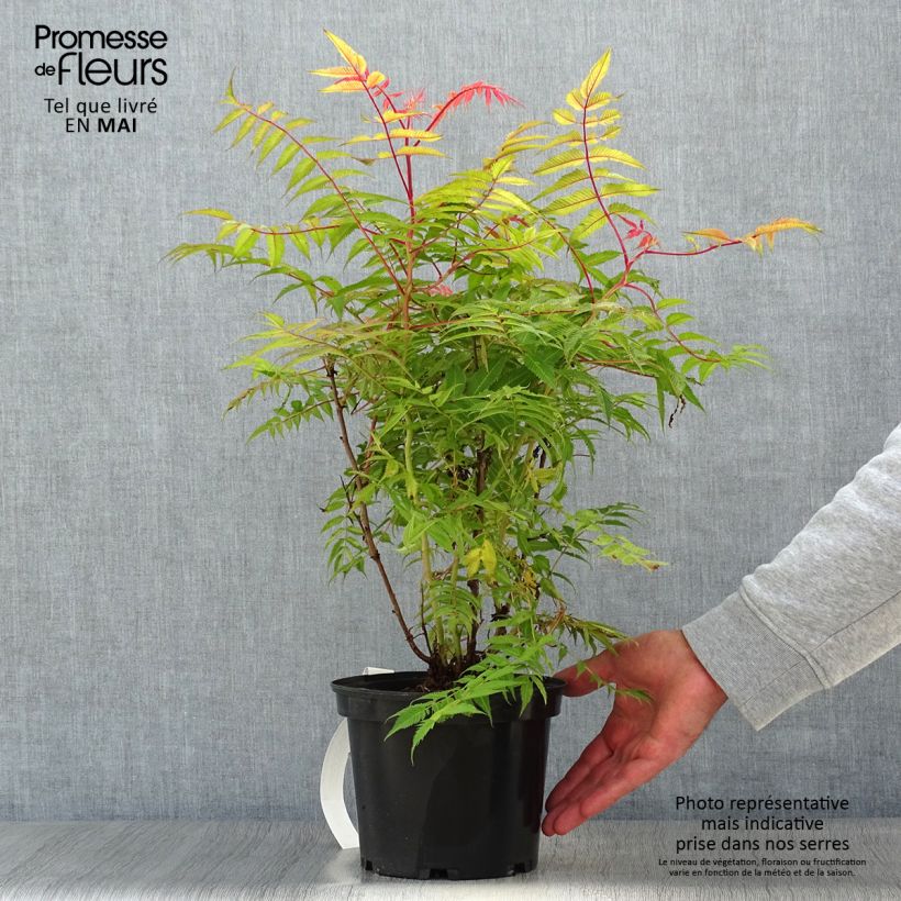 Sorbaria sorbifolia Pink Hopi - Falsa Spiraea Maceta 2L/3L Ejemplar entregado en la primavera