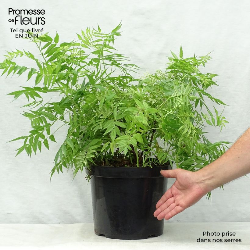 Ejemplar de Sorbaria sorbifolia Sem - Falsa Spiraea Maceta 7,5L/10L entregado en verano