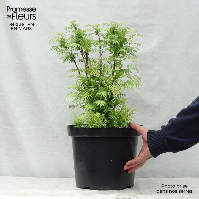Sorbaria sorbifolia Sem - Falsa Spiraea Maceta 7,5L/10L Ejemplar entregado en la primavera