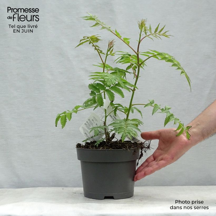 Ejemplar de Sorbaria sorbifolia Sem - Falsa Spiraea Maceta 2L/3L entregado en verano