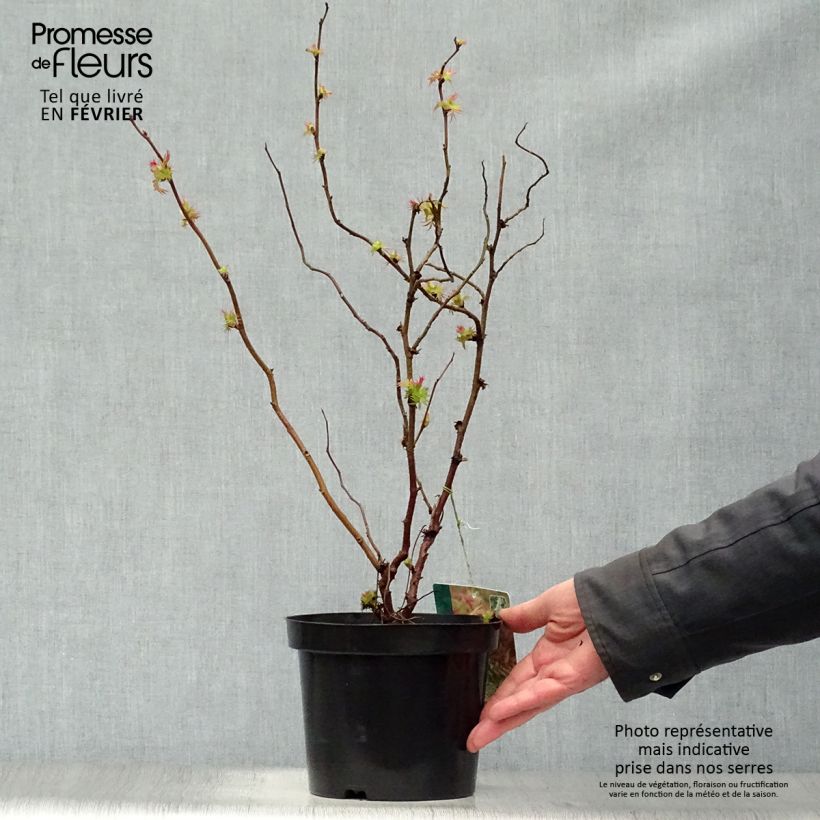 Sorbaria sorbifolia Sem - Falsa Spiraea Maceta 2L/3L Ejemplar entregado en invierno