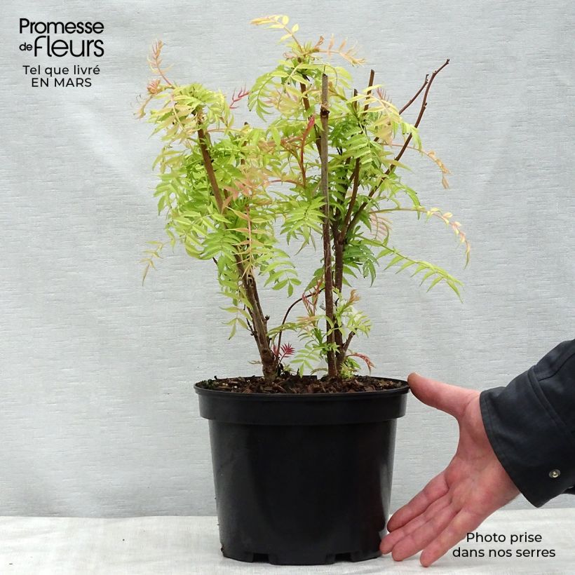 Sorbaria sorbifolia Sem - Falsa Spiraea Maceta 2L/3L Ejemplar entregado en la primavera