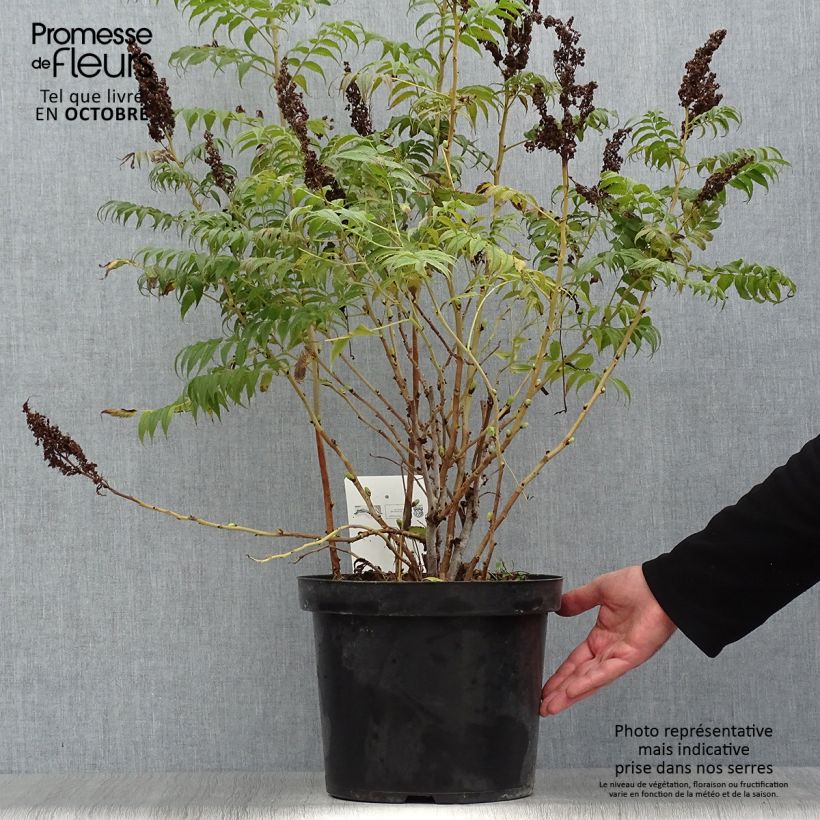 Ejemplar de Sorbaria sorbifolia Sem - Falsa Spiraea Maceta 7,5L/10L entregado en otoño