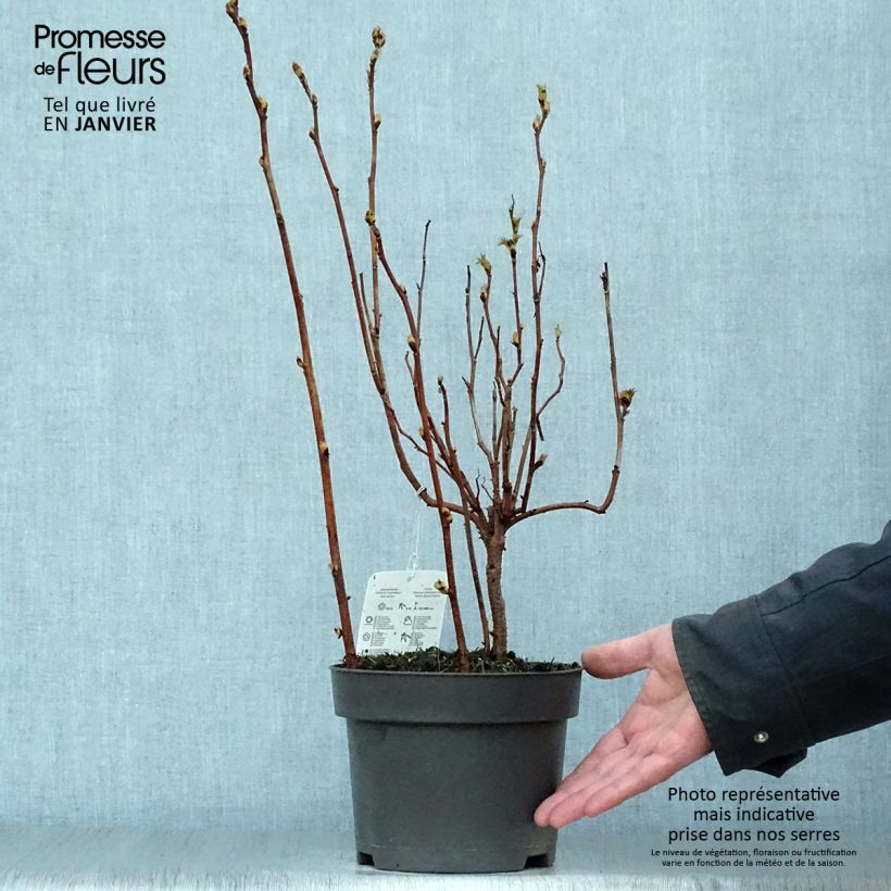 Sorbaria sorbifolia - Falsa Spiraea Maceta 2L/3L Ejemplar entregado en invierno