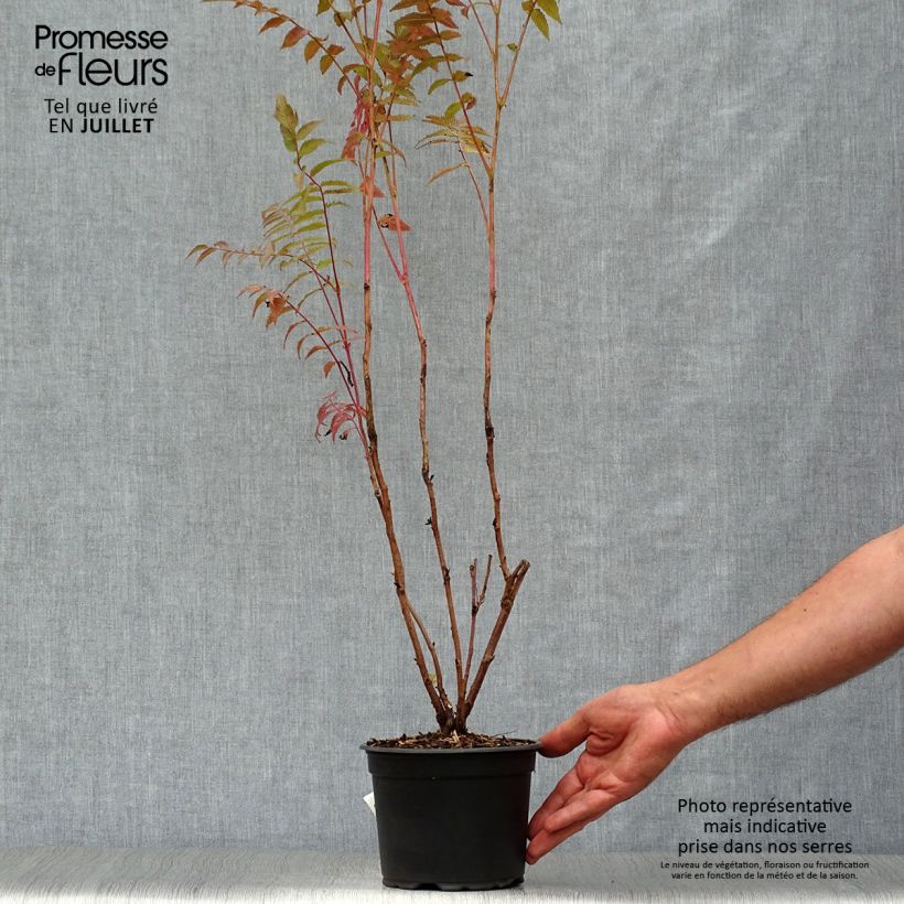 Ejemplar de Sorbaria sorbifolia - Falsa Spiraea Maceta 2L/3L entregado en verano