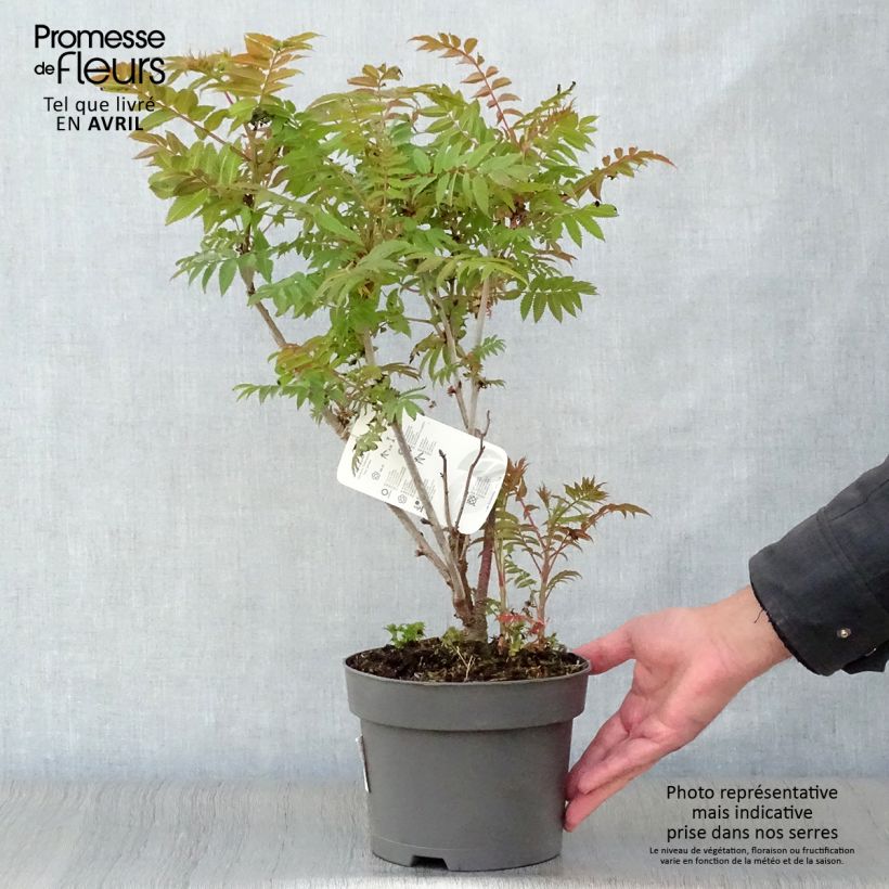 Sorbaria sorbifolia - Falsa Spiraea Maceta 2L/3L Ejemplar entregado en la primavera