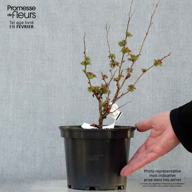 Sorbaria sorbifolia Pink Hopi - Falsa Spiraea Maceta 2L/3L Ejemplar entregado en invierno