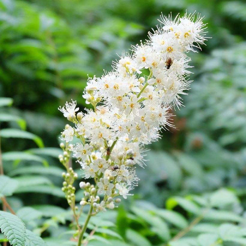 Sorbaria tomentosa subsp. angustifolia Stick & Feathers (Floración)