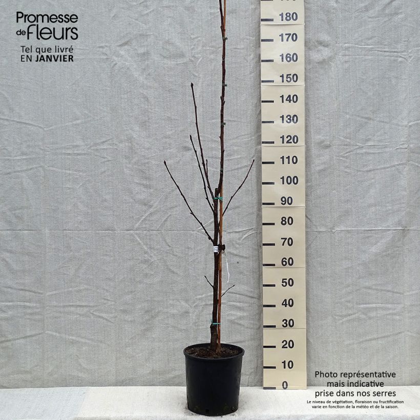 Sorbus intermedia Brouwers - Serbal Maceta 12L/15L Ejemplar entregado en invierno