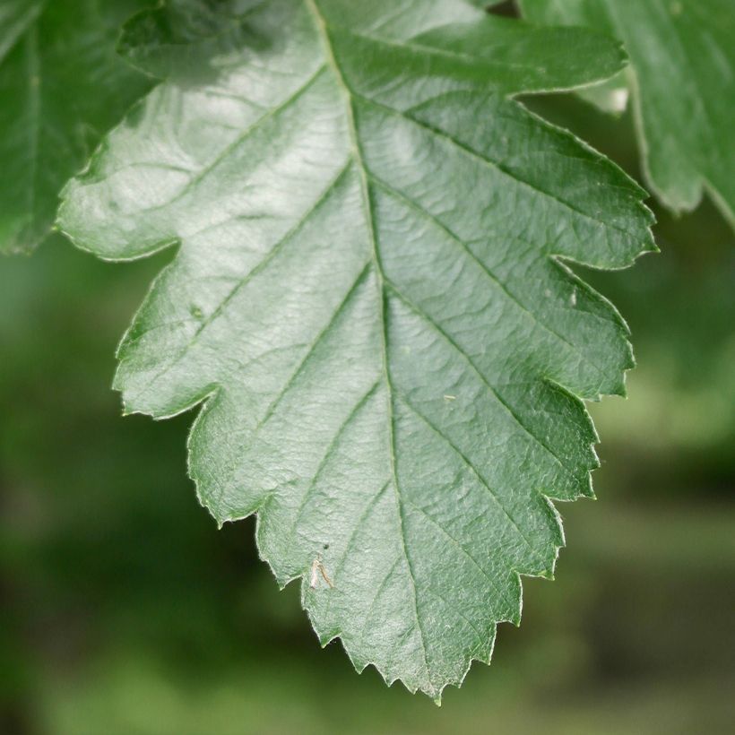 Sorbus intermedia Brouwers - Serbal (Follaje)