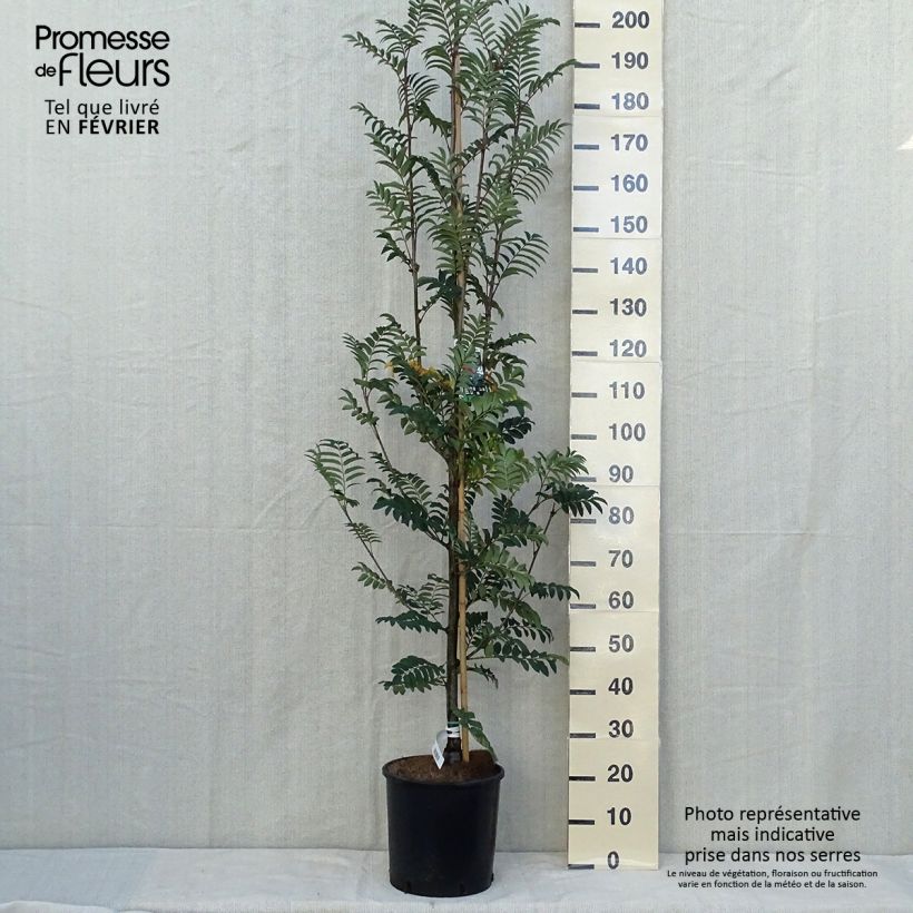 Ejemplar de Sorbus aucuparia Sheerwater Seedling - Serbal de cazadores Maceta 12L/15L entregado en otoño