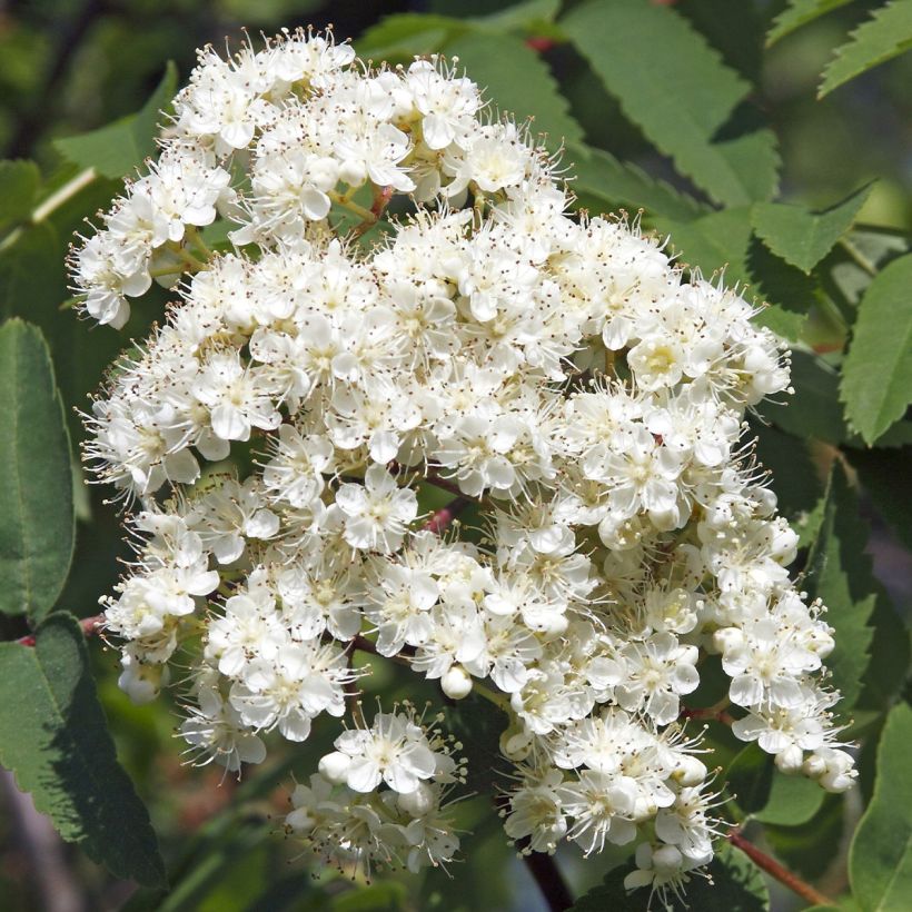 Sorbus aucuparia Sheerwater Seedling - Serbal de cazadores (Floración)