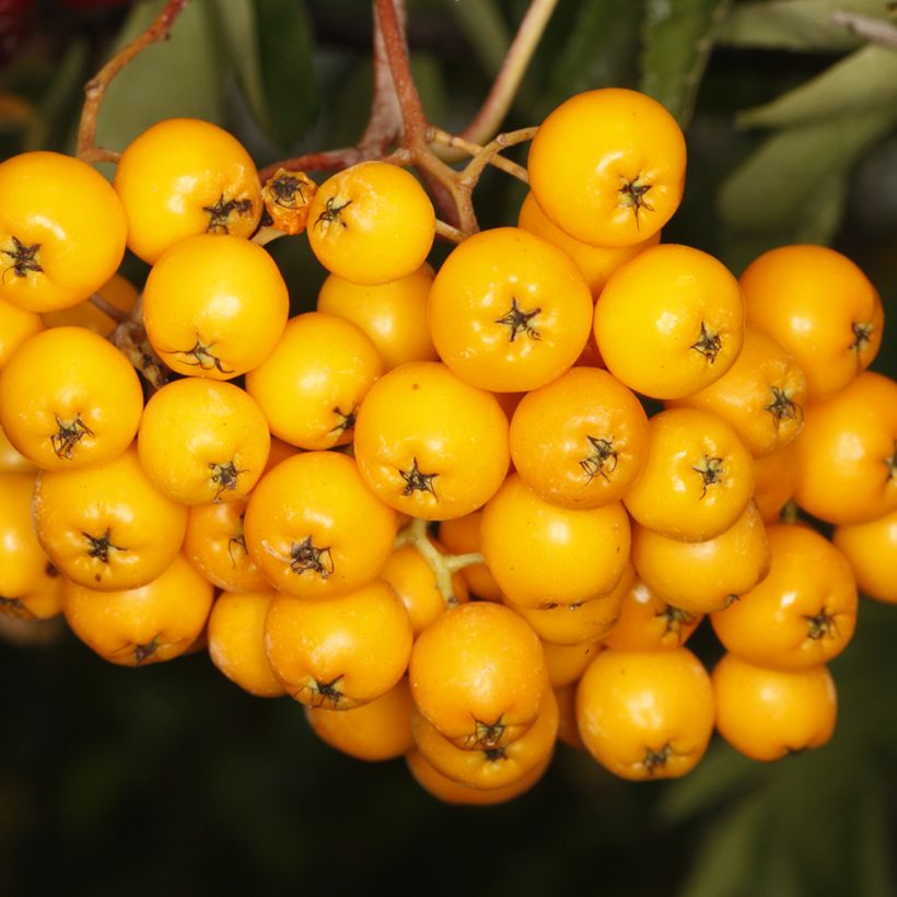 Sorbus x arnoldiana Copper Glow - Serbal (Cosecha)