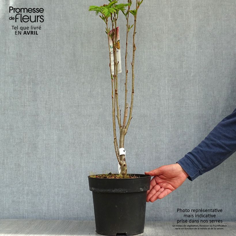 Sorbus aucuparia Autumn Spire - Serbal de cazadores Maceta 4L/5L Ejemplar entregado en la primavera