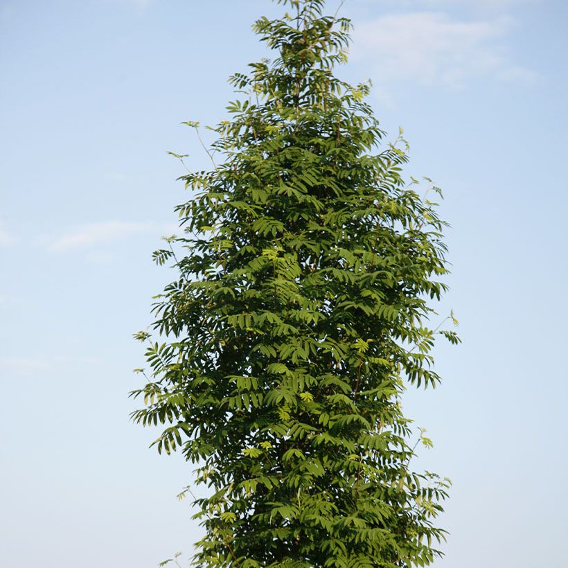 Sorbus aucuparia Fingerprint - Serbal de cazadores (Porte)