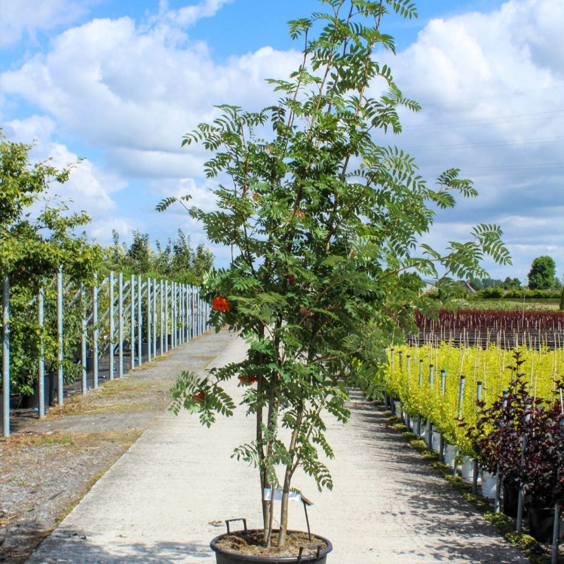 Sorbus aucuparia - Serbal de cazadores Maceta 70L/75L Ejemplar entregado en la primavera