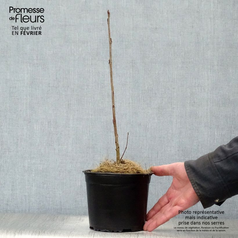 Sorbus aucuparia - Serbal de cazadores Maceta 2L/3L Ejemplar entregado en invierno