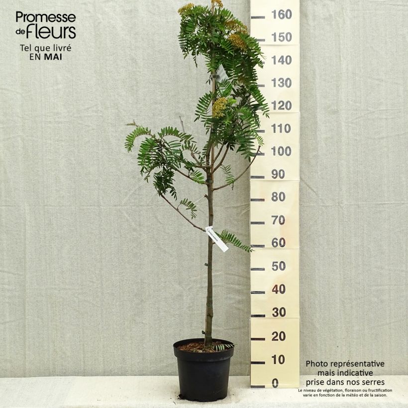 Sorbus scalaris - Serbal Maceta 7,5L/10L Ejemplar entregado en la primavera