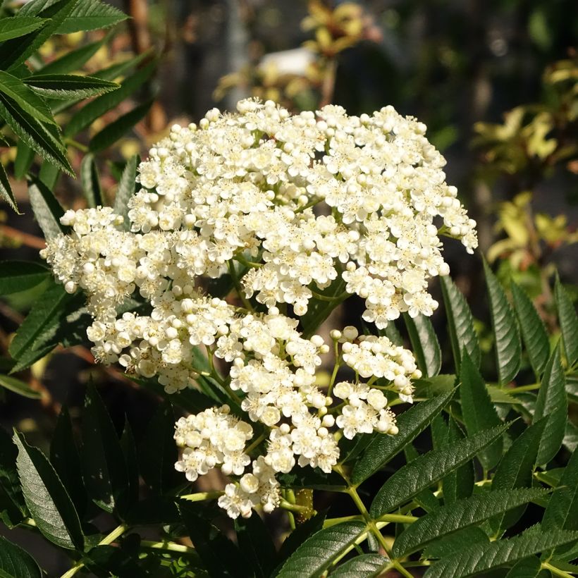 Sorbus wilfordii - Serbal (Floración)