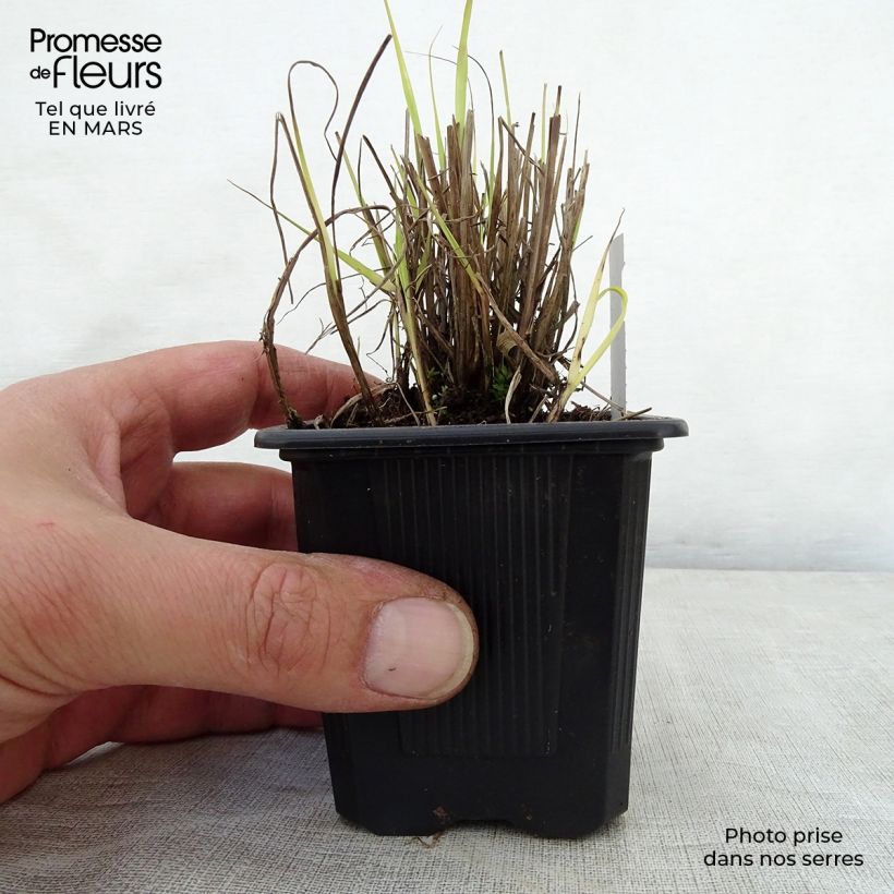 Sorghastrum nutans - Plumilla nodosa Maceta de 8/9 cm Ejemplar entregado en la primavera