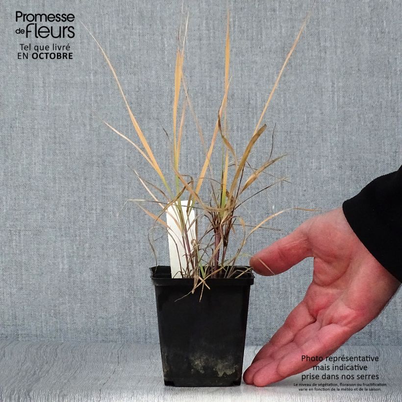 Ejemplar de Sorghastrum nutans - Plumilla nodosa Maceta de 8/9 cm entregado en otoño