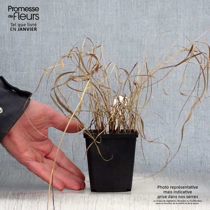 Sorghastrum nutans - Plumilla nodosa Maceta de 8/9 cm Ejemplar entregado en invierno