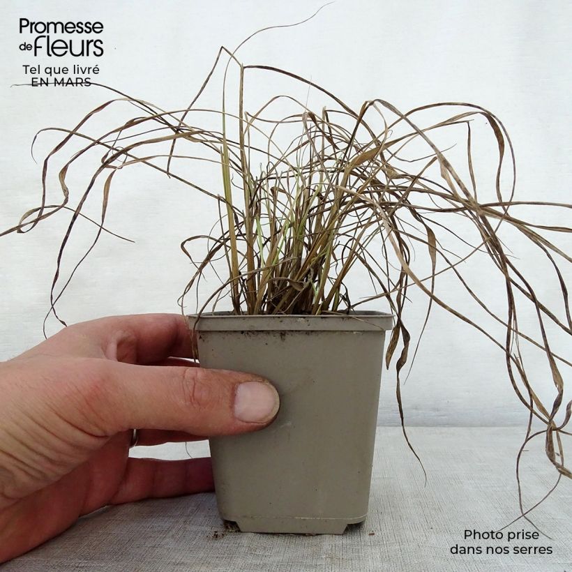 Sorghastrum nutans Sioux Blue - Plumilla nodosa Maceta de 8/9 cm Ejemplar entregado en la primavera