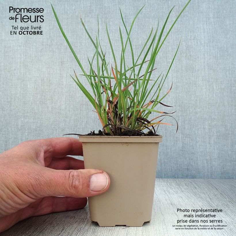Ejemplar de Sorghastrum nutans Sioux Blue - Plumilla nodosa Maceta de 8/9 cm entregado en otoño