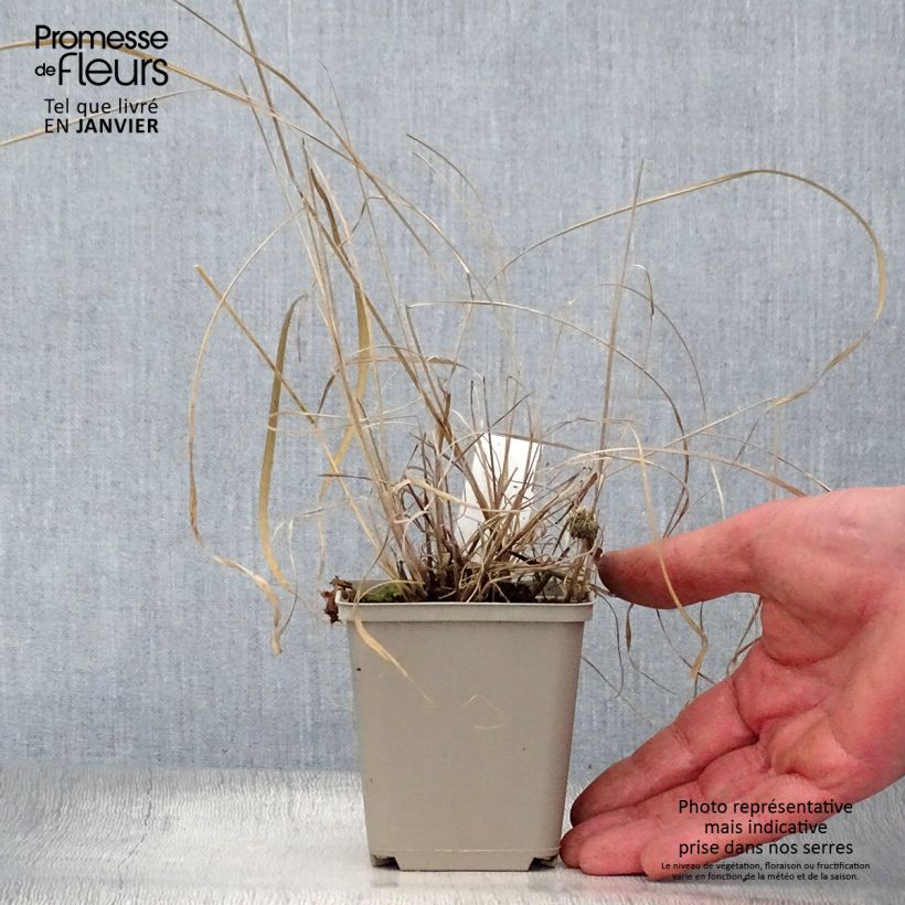 Sorghastrum nutans Sioux Blue - Plumilla nodosa Maceta de 8/9 cm Ejemplar entregado en invierno