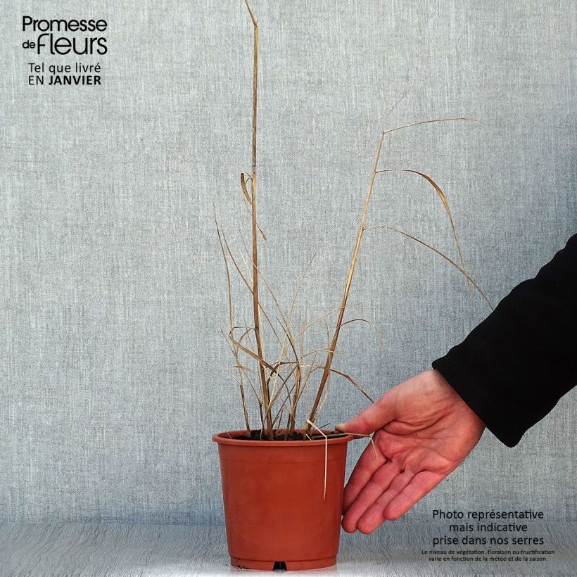 Sorghastrum nutans Sioux Blue - Plumilla nodosa Maceta 1L/1,5L Ejemplar entregado en invierno