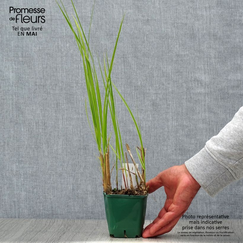 Spartina pectinata Aureomarginata Maceta de 8/9 cm Ejemplar entregado en la primavera