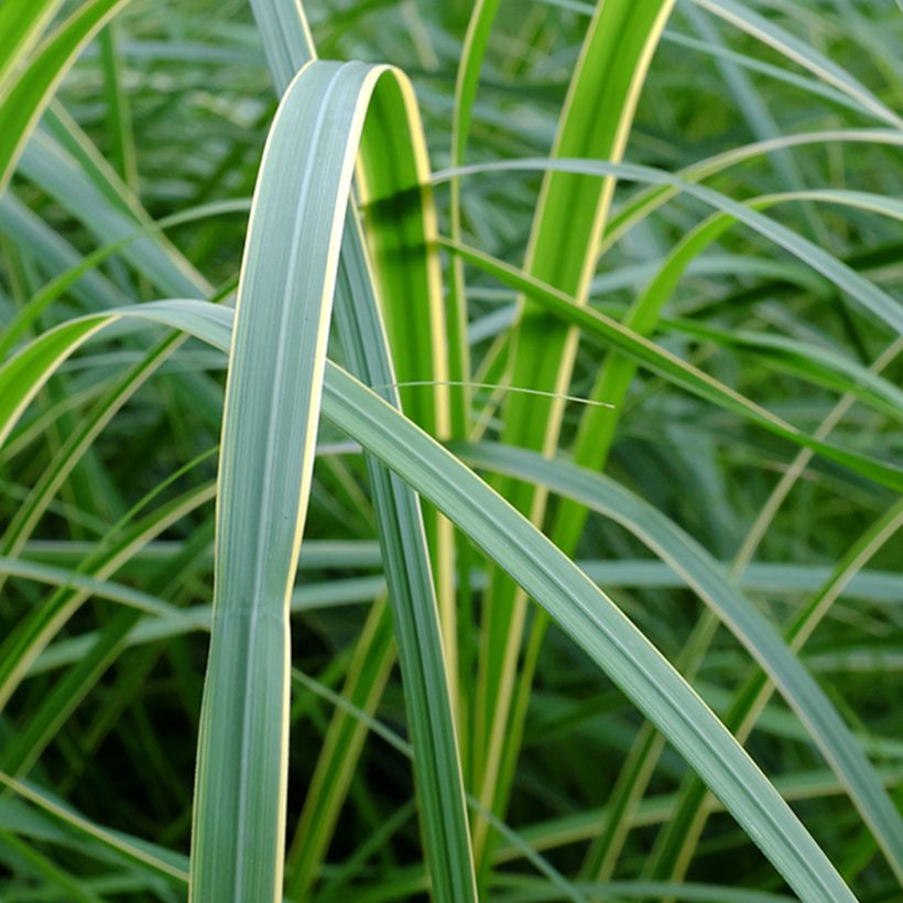 Spartina pectinata Aureomarginata (Follaje)
