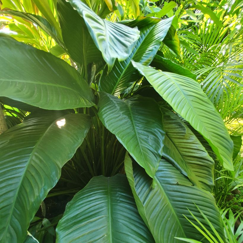 Spathiphyllum Sensation (Follaje)