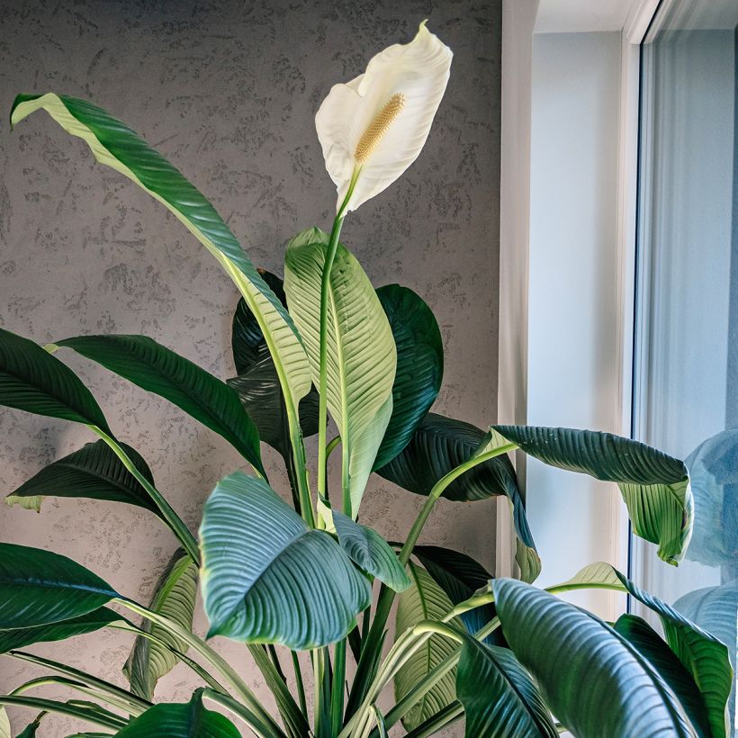 Spathiphyllum Sensation (Porte)