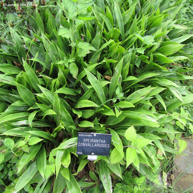 Speirantha convallarioides (Porte)