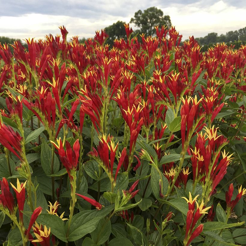 Spigelia marilandica Little Red Head (Floración)