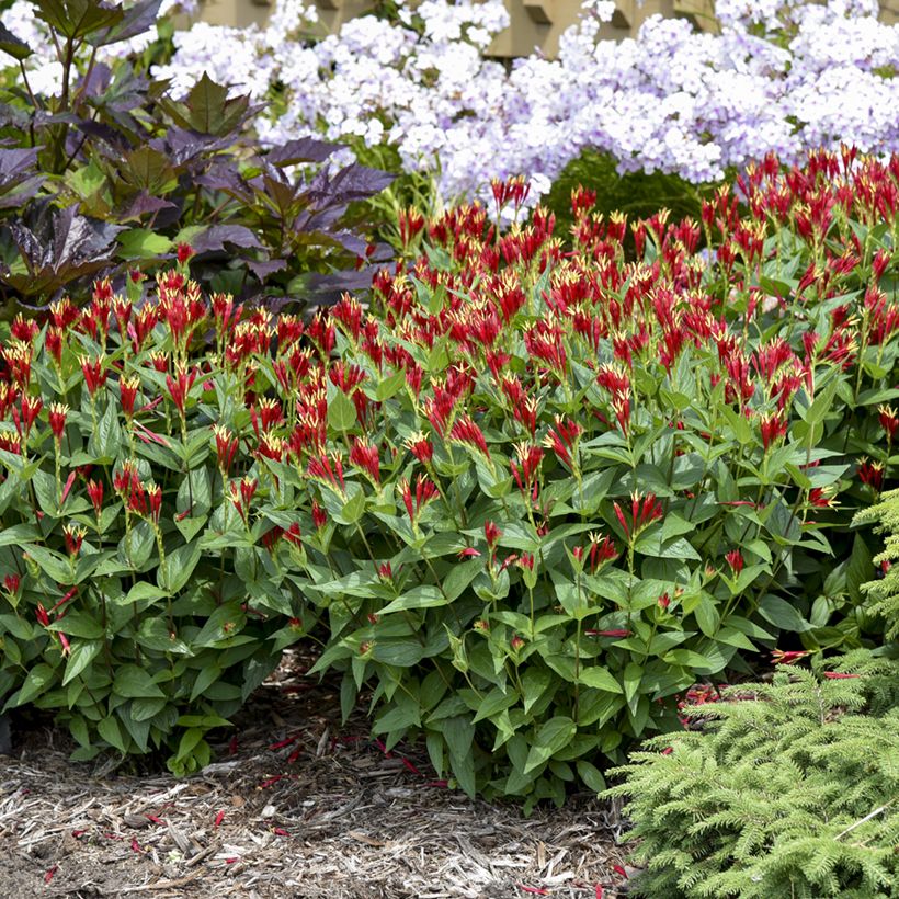 Spigelia marilandica Little Red Head (Porte)